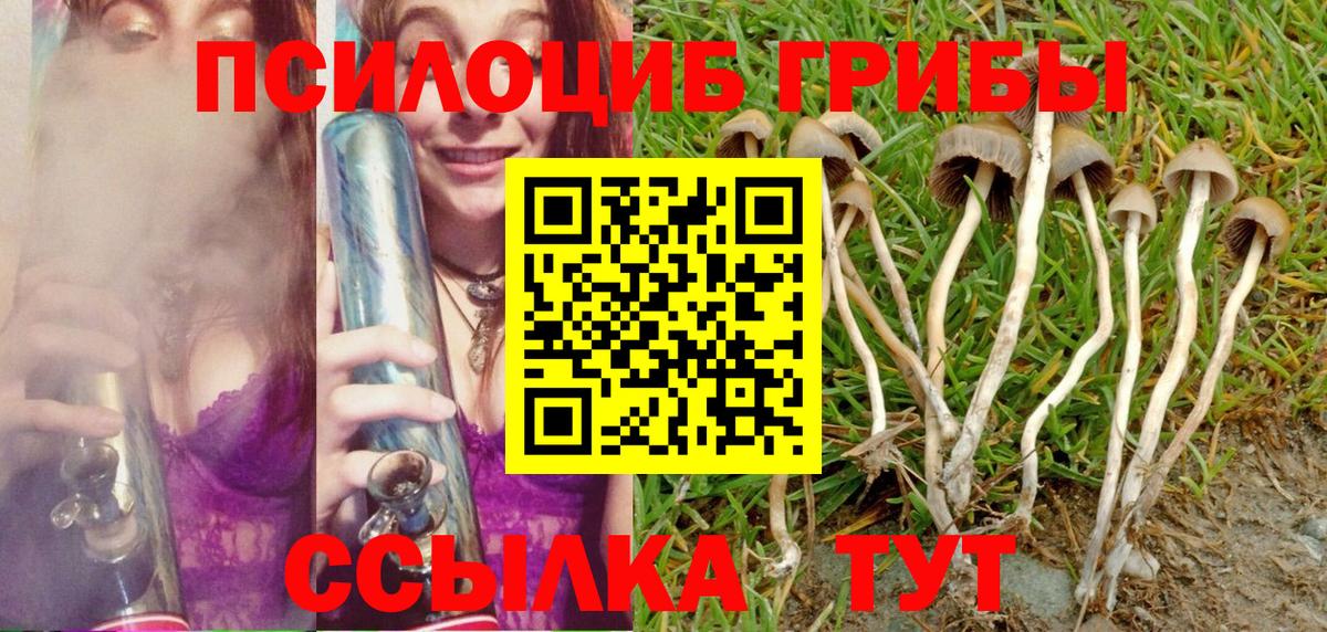 Псилоцибиновые грибы Psilocybine cubensis Мурманск